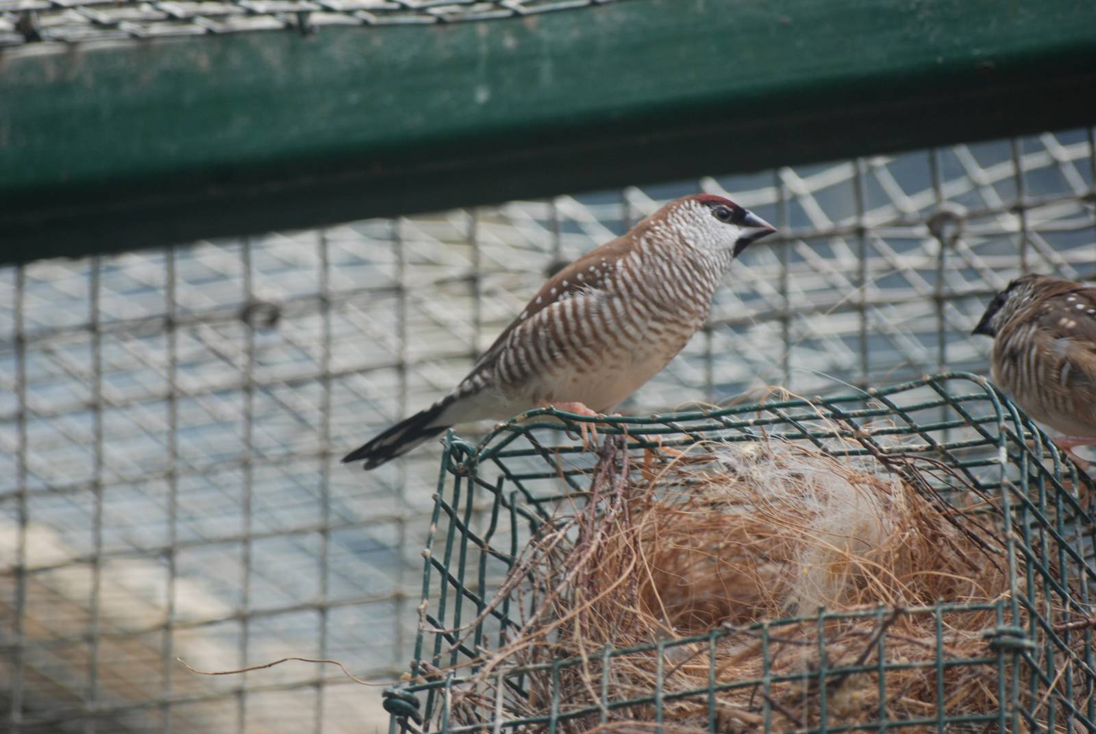 Plum-headed Finch at Santillana del Mar, 13/06/15