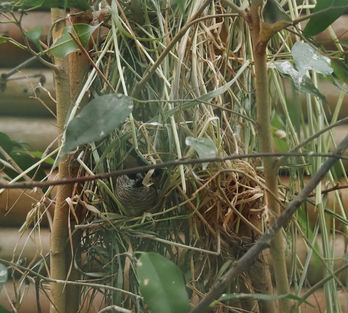 Plum-headed finch nest, 2024-05-22