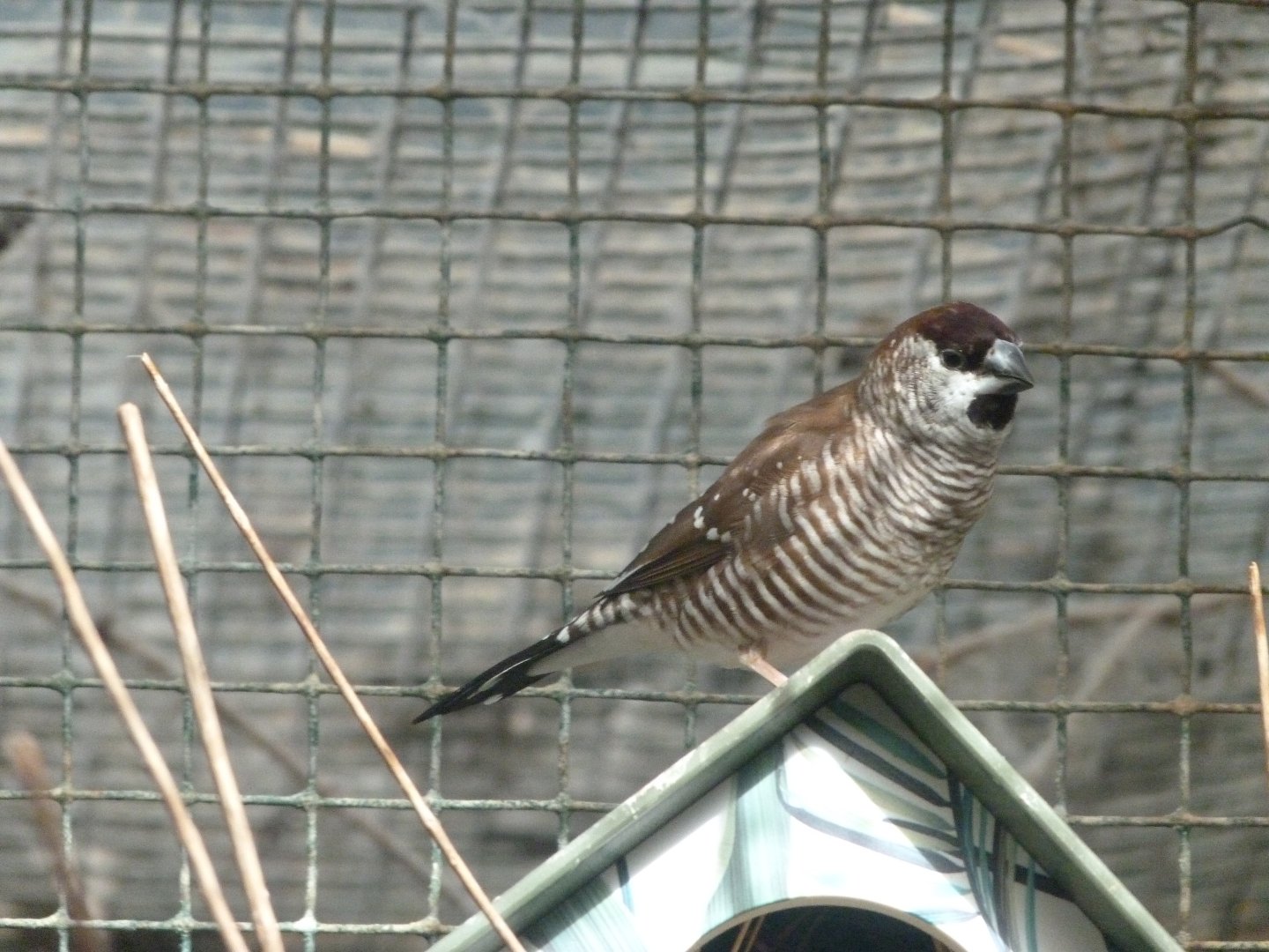 Plum-headed finch -Zoo de Santillana del Mar (2024)