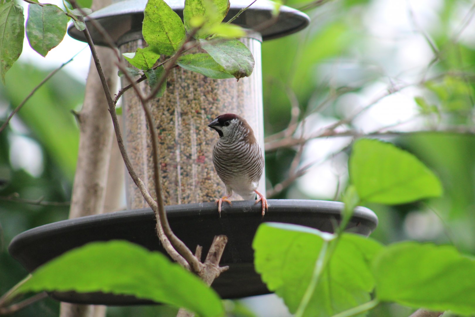 Plum-Headed Finch