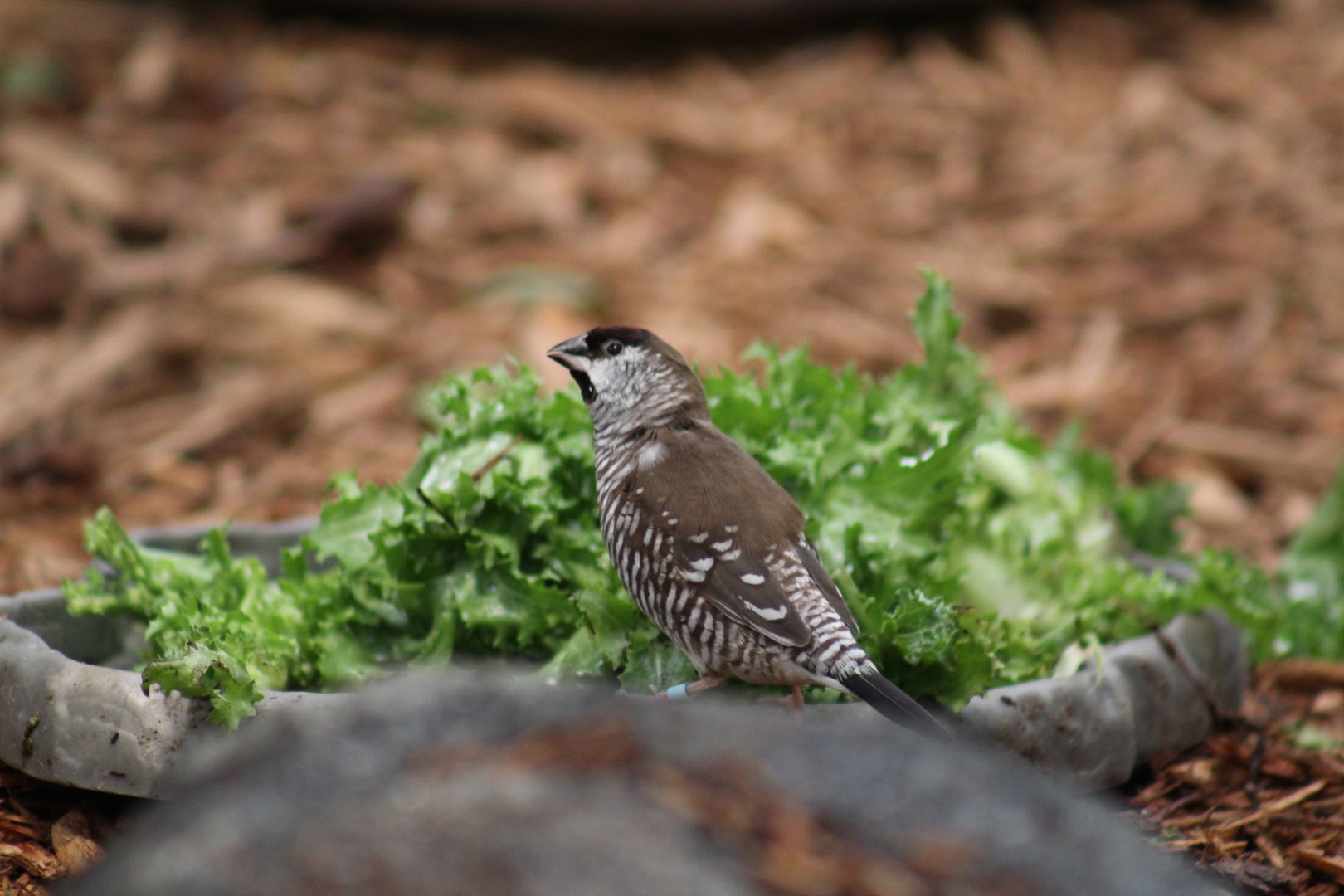 Plum-Headed Finch