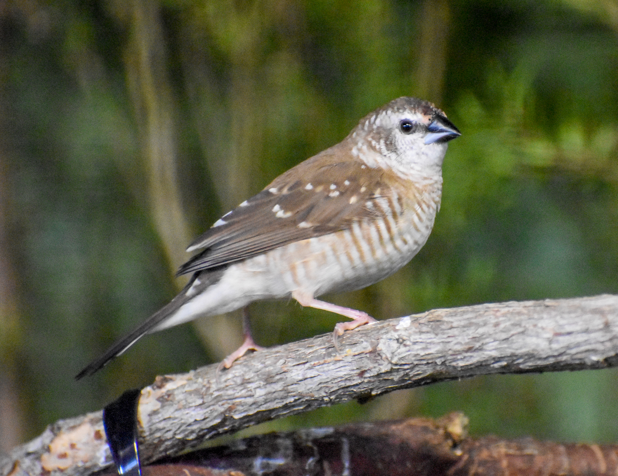 Plum-headed Finch