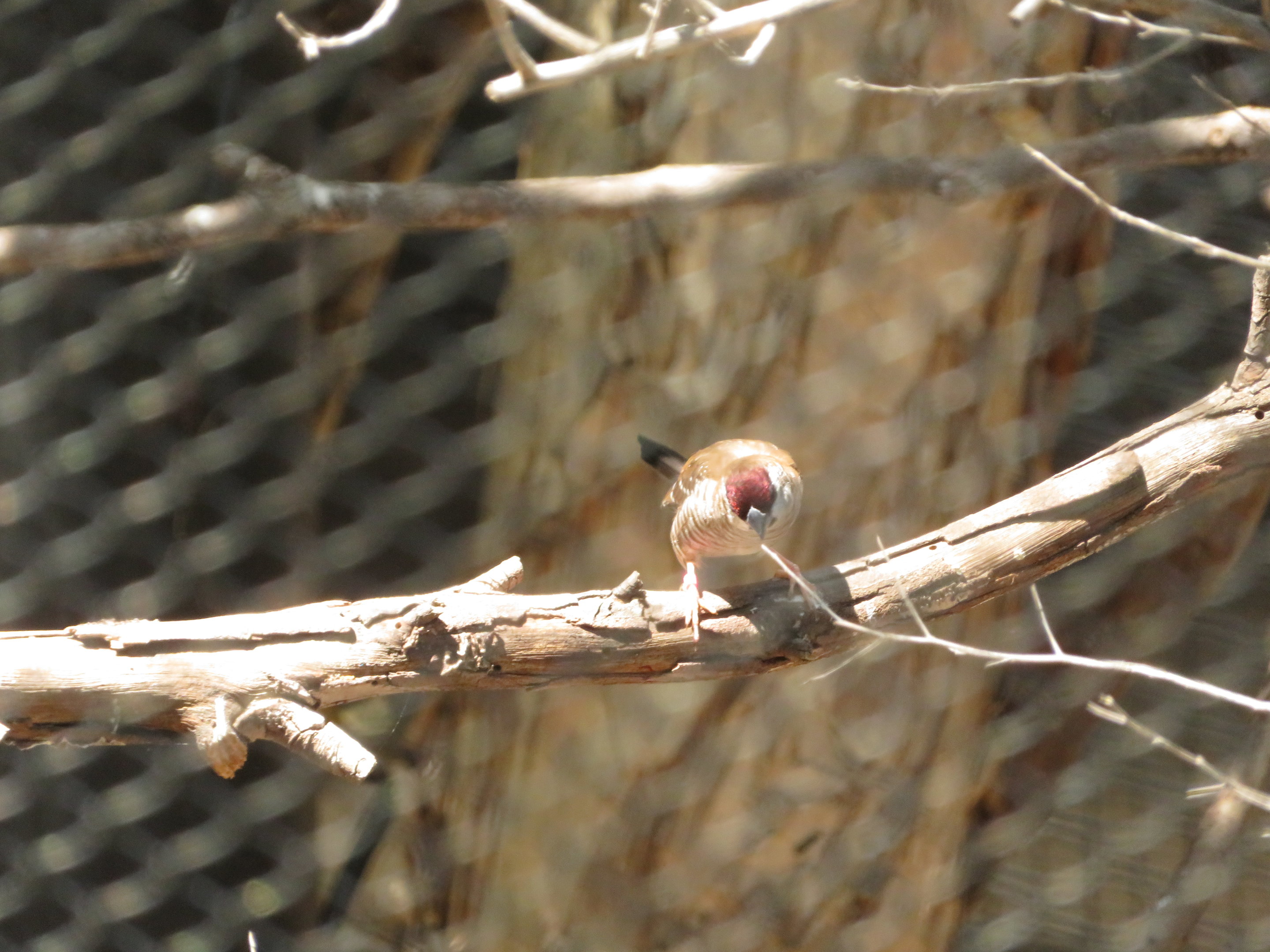 Plum-headed Finch