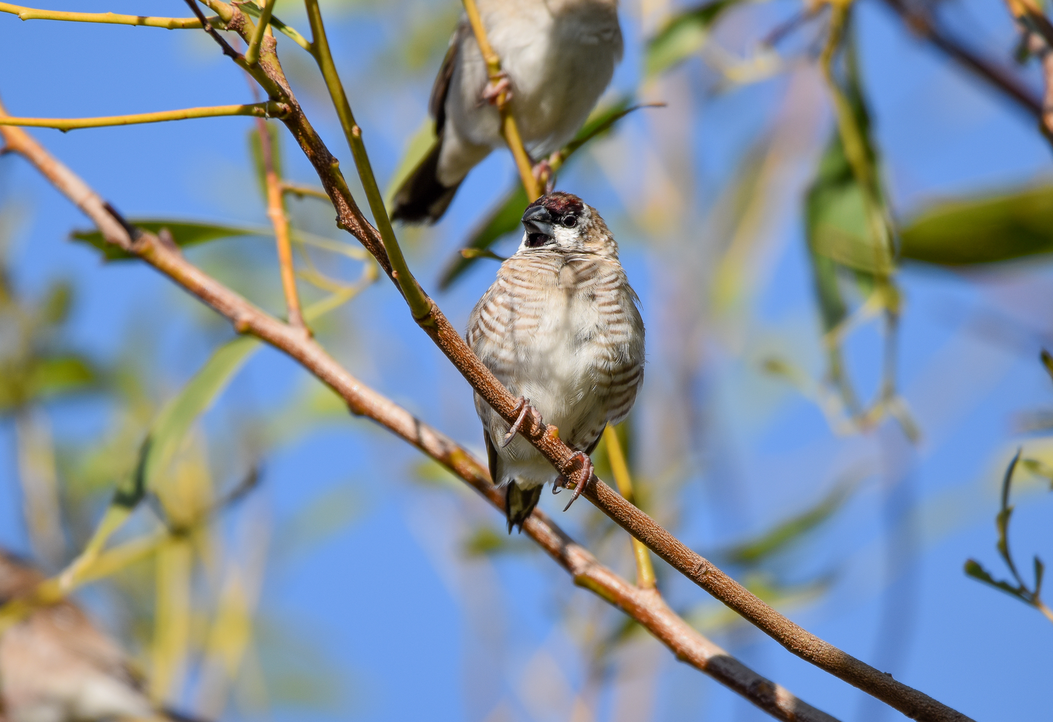 Plum-headed Finch