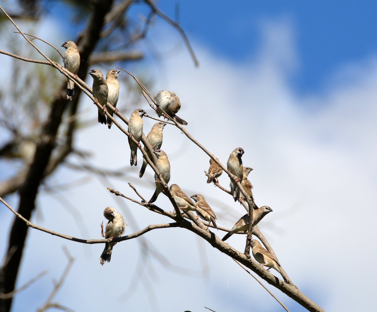 Plum-headed finches