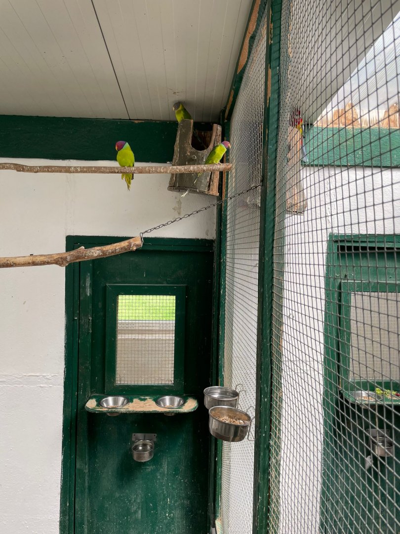 Plum headed Parakeet and Red winged Parrot Aviary