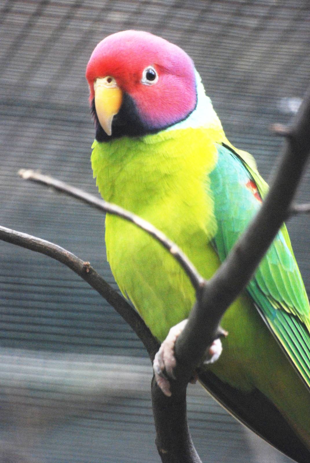 Plum-headed Parakeet at Walsrode, 22/03/13