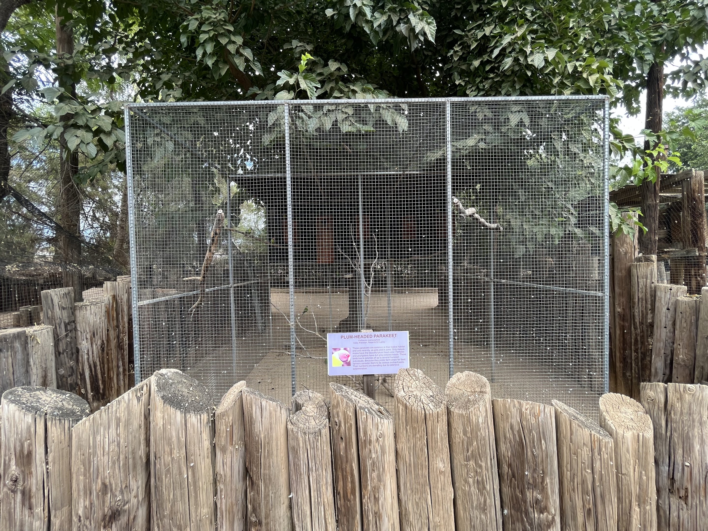 Plum-headed Parakeet Aviary