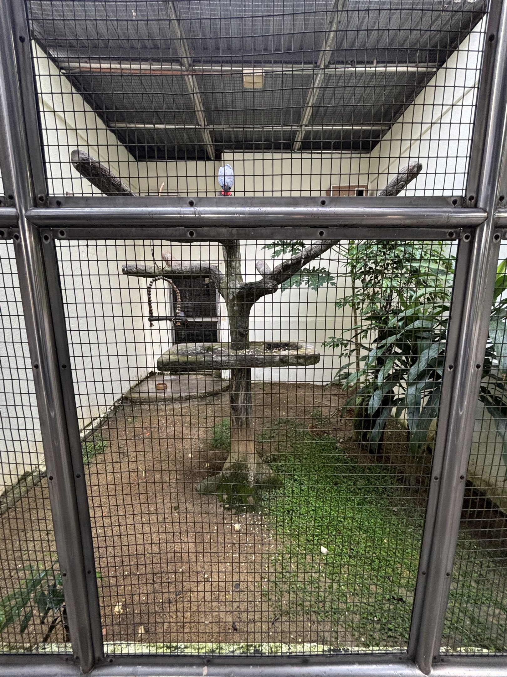 Plum-headed Parakeet Aviary