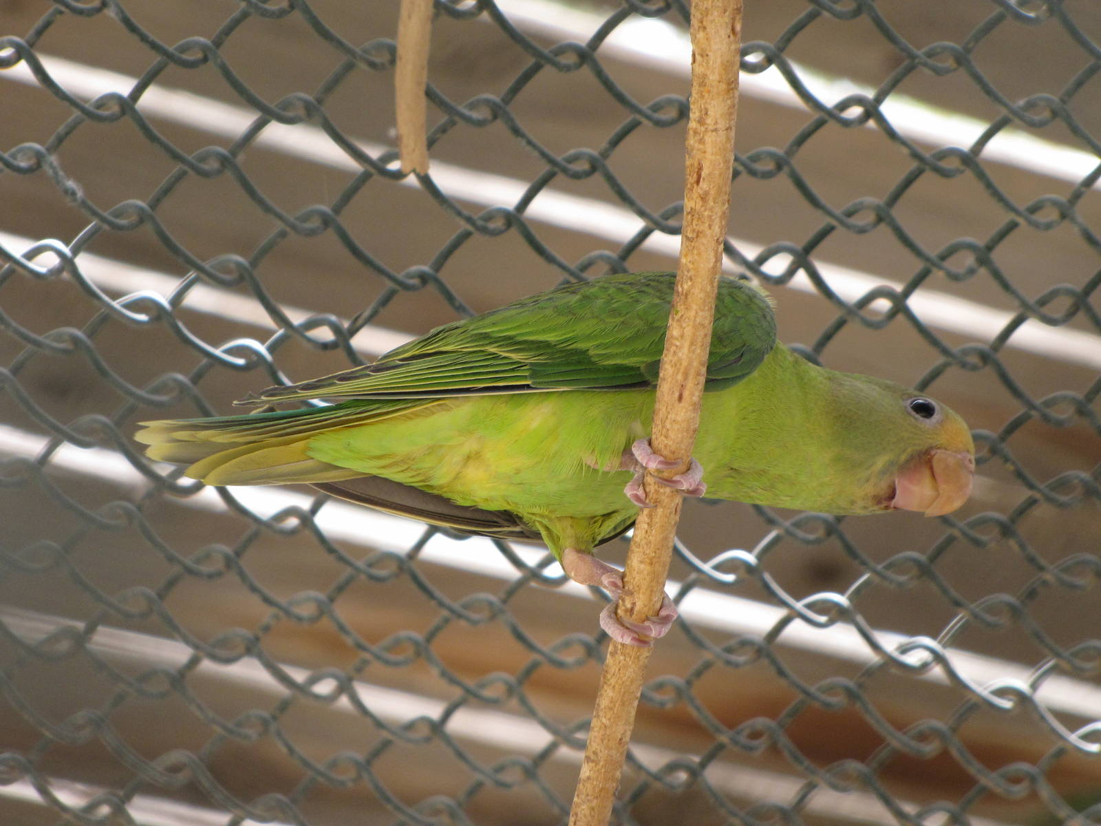 Plum-headed parakeet chick