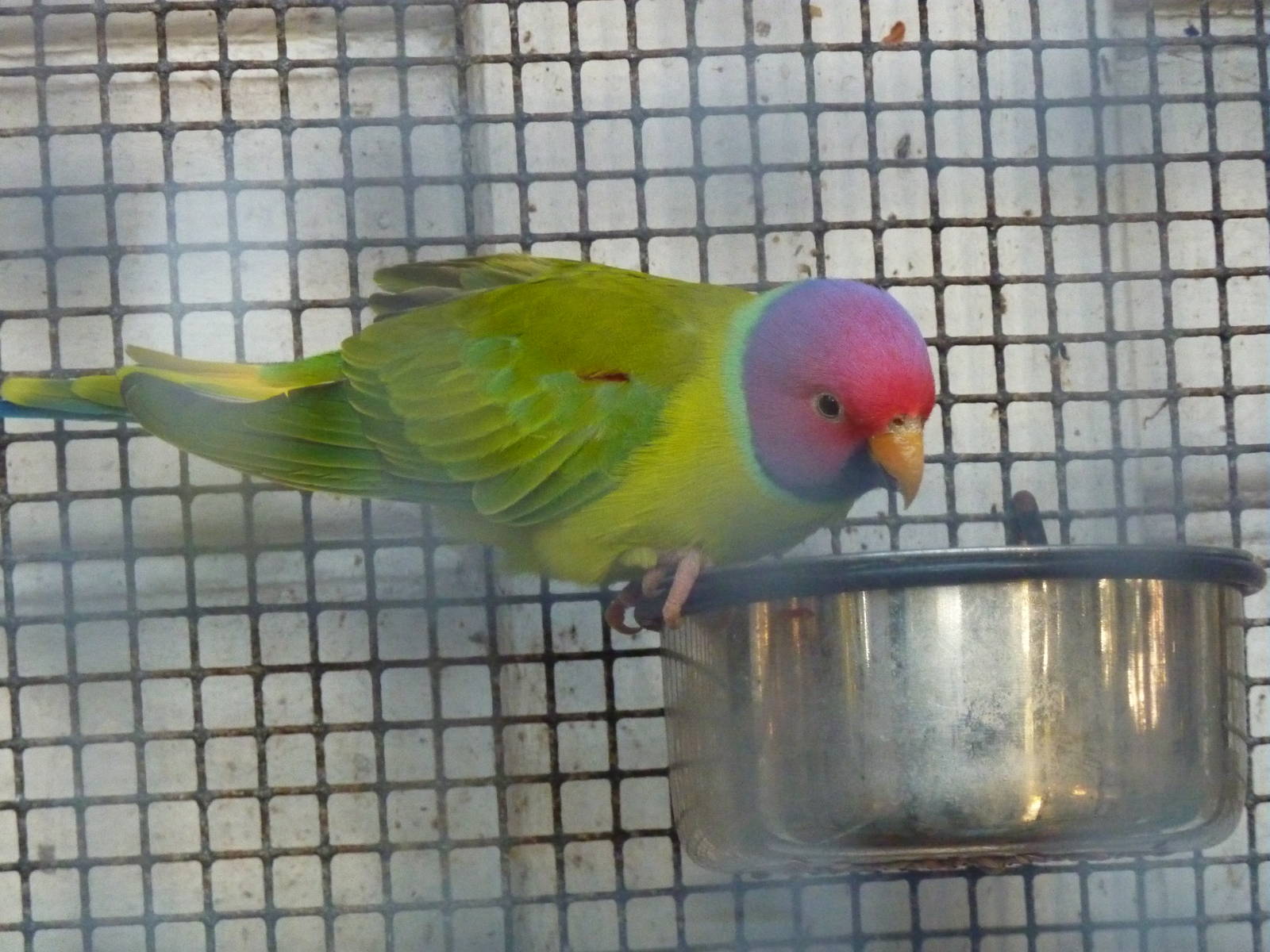 Plum-headed parakeet, December 2012.