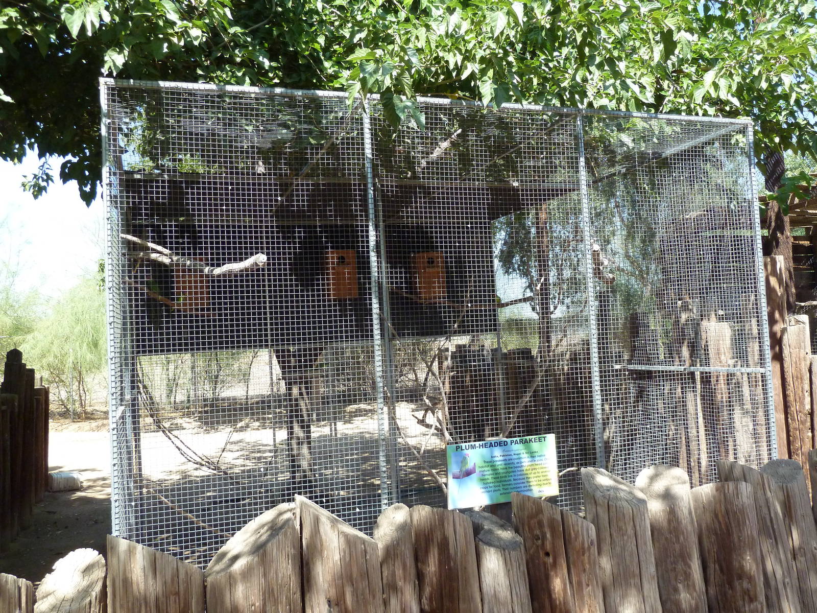 Plum-Headed Parakeet Exhibit