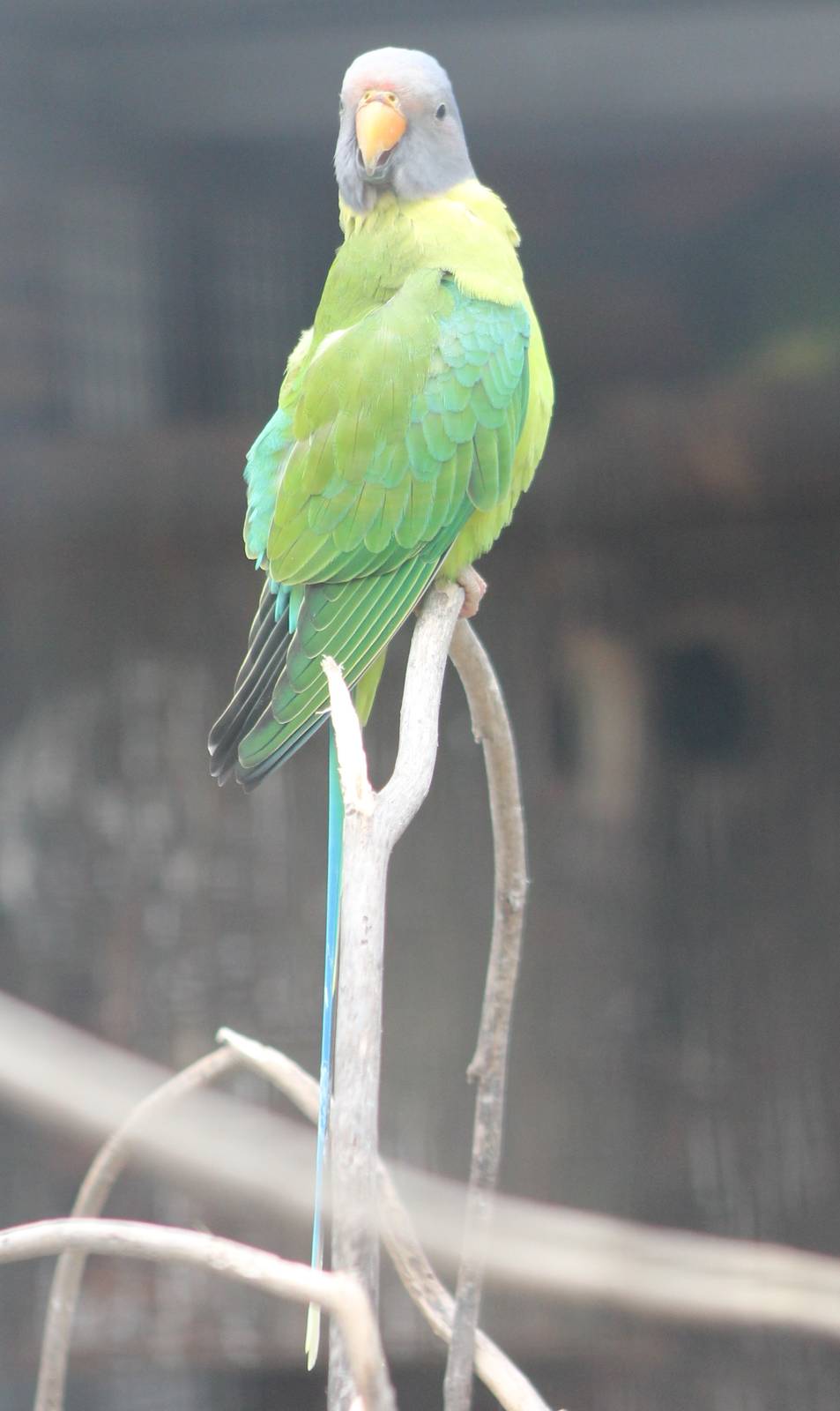 Plum-headed parakeet female