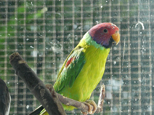 Plum-headed Parakeet in Kishinev Zoo