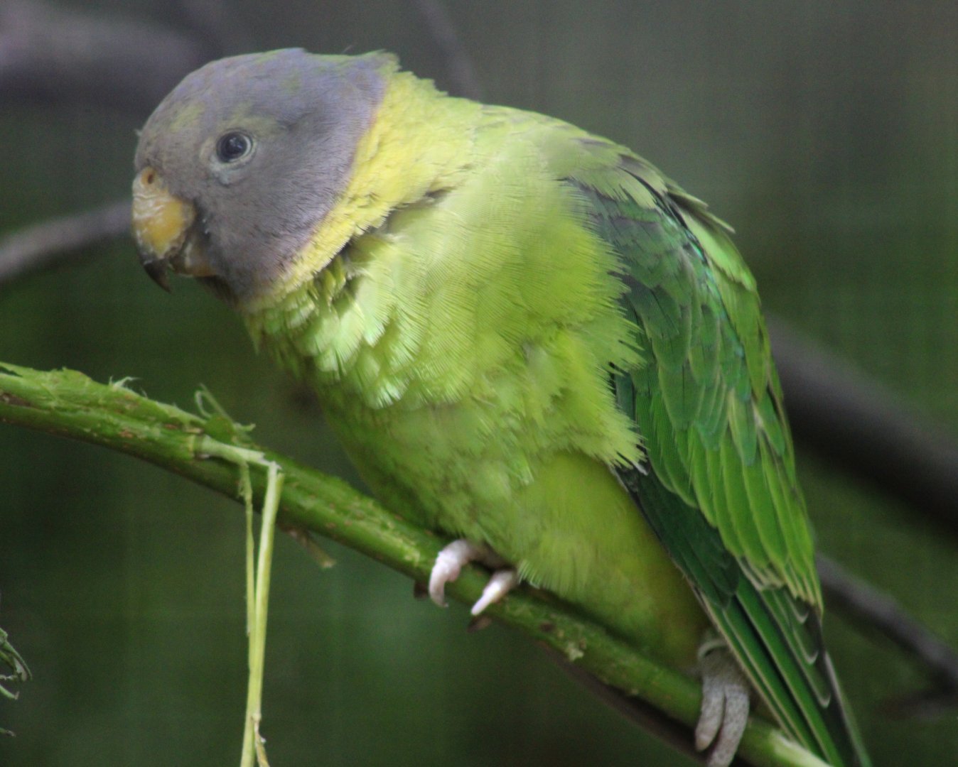 Plum-headed parakeet - juvenile