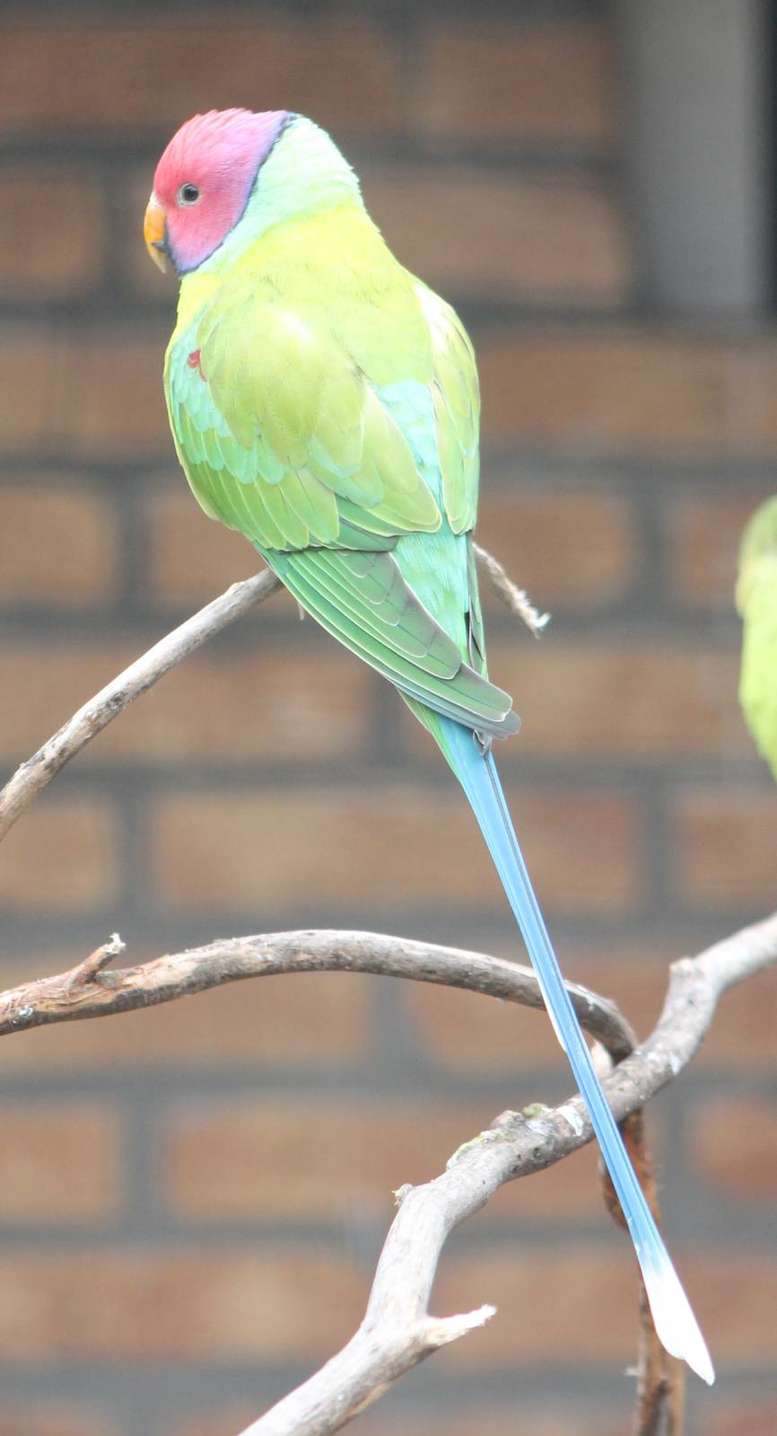 Plum-headed parakeet male