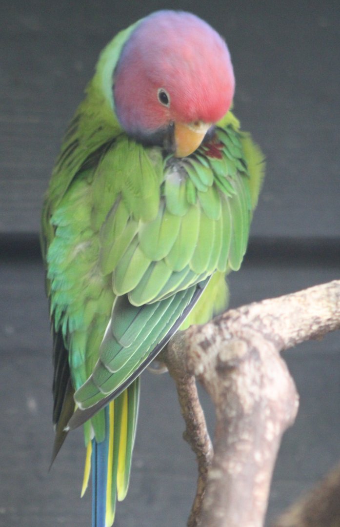Plum-headed parakeet - male