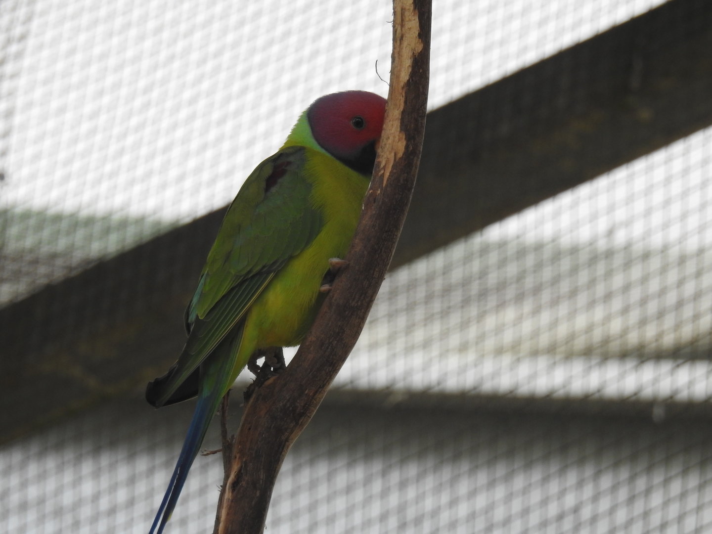 Plum-Headed Parakeet (male)