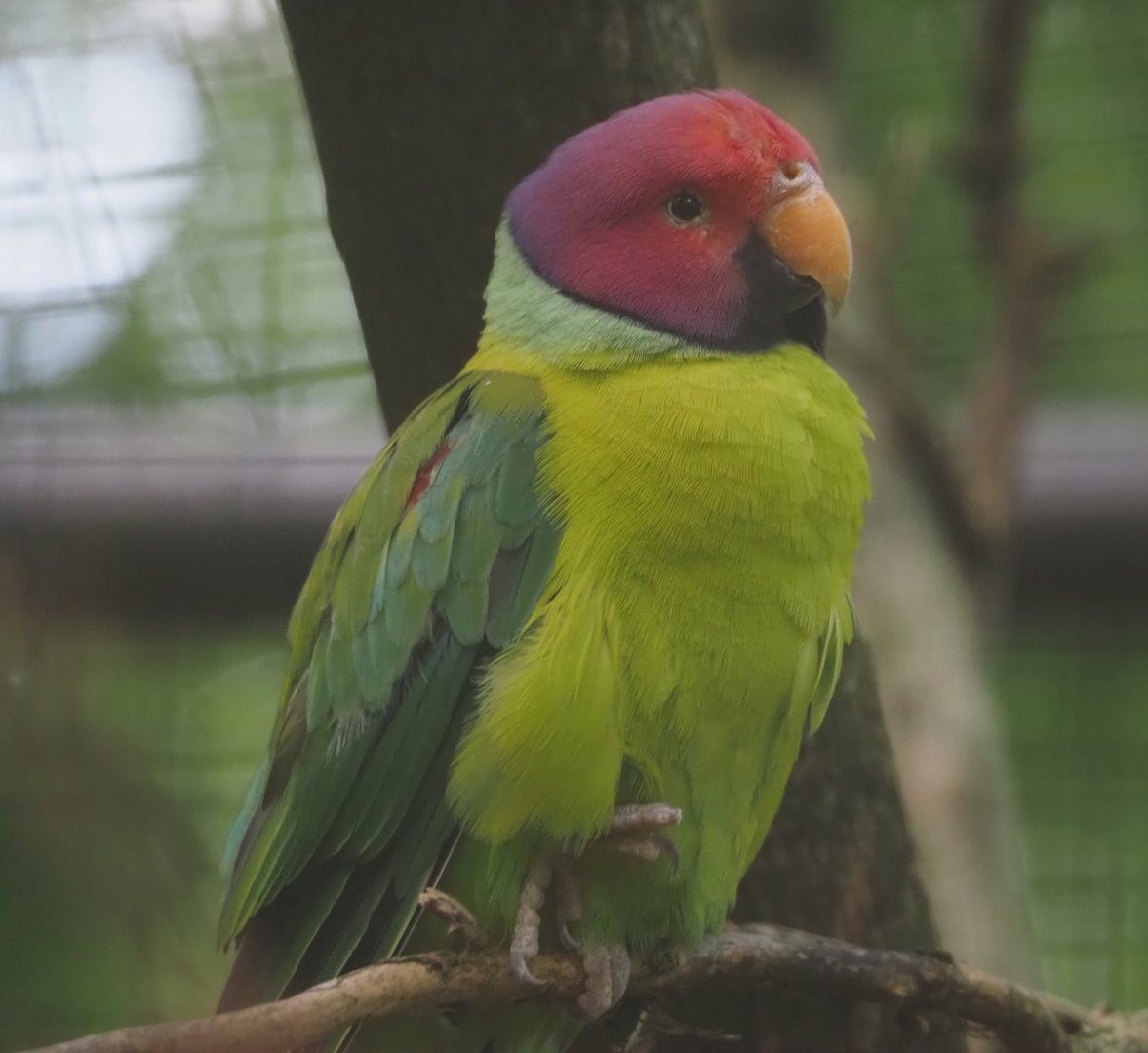 Plum-headed parakeet (Psittacula cyanocephala), 2024-06-30