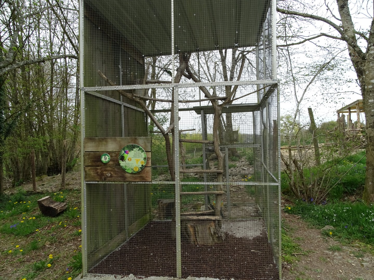 Plum-headed parakeet (Psittacula cyanocephala) aviary- Parc animalier d'Ecouves