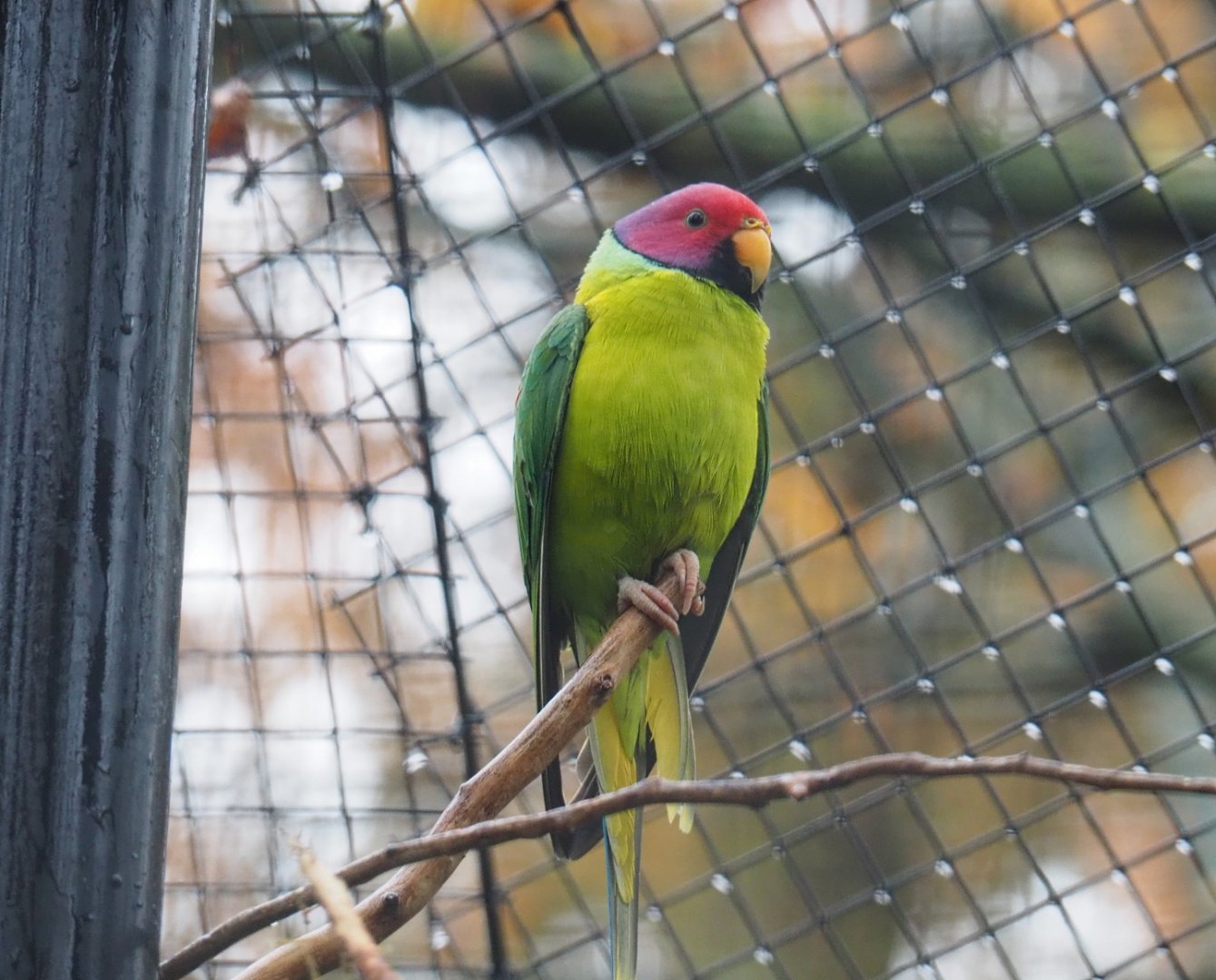 Plum-headed parakeet (Psittacula cyanocephala), Nov 10th, 2018