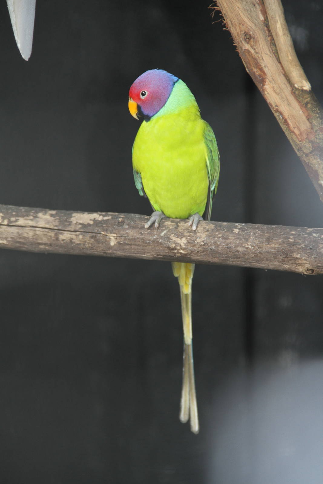 Plum-headed Parakeet (Psittacula cyanocephala)