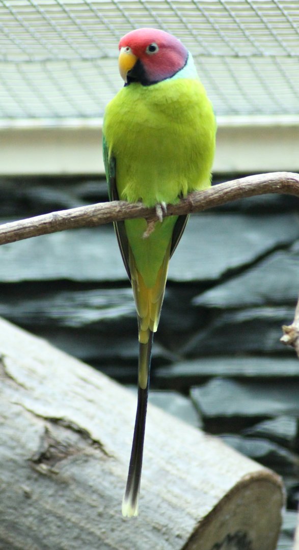 Plum-headed parakeet (Psittacula cyanocephala)