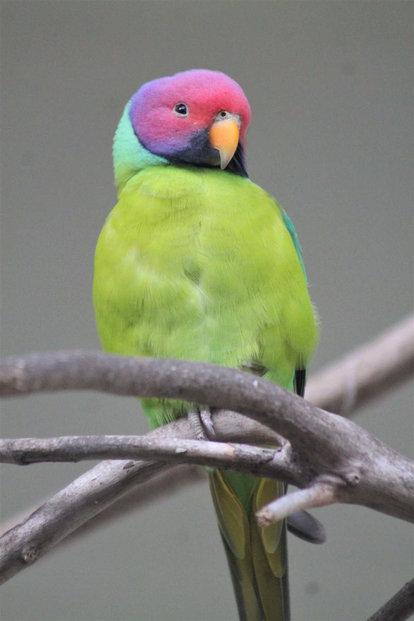 Plum-headed Parakeet (Psittacula cyanocephala)