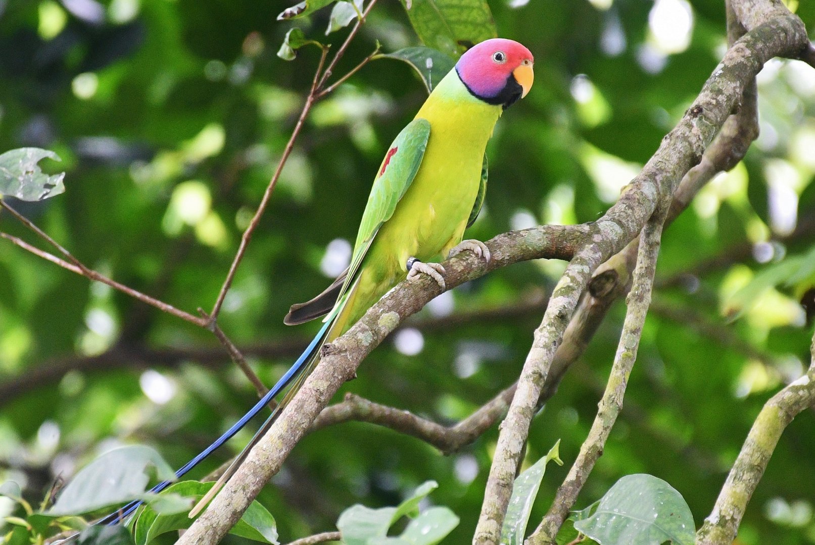 Plum-headed Parakeet (Psittacula cyanocephala)