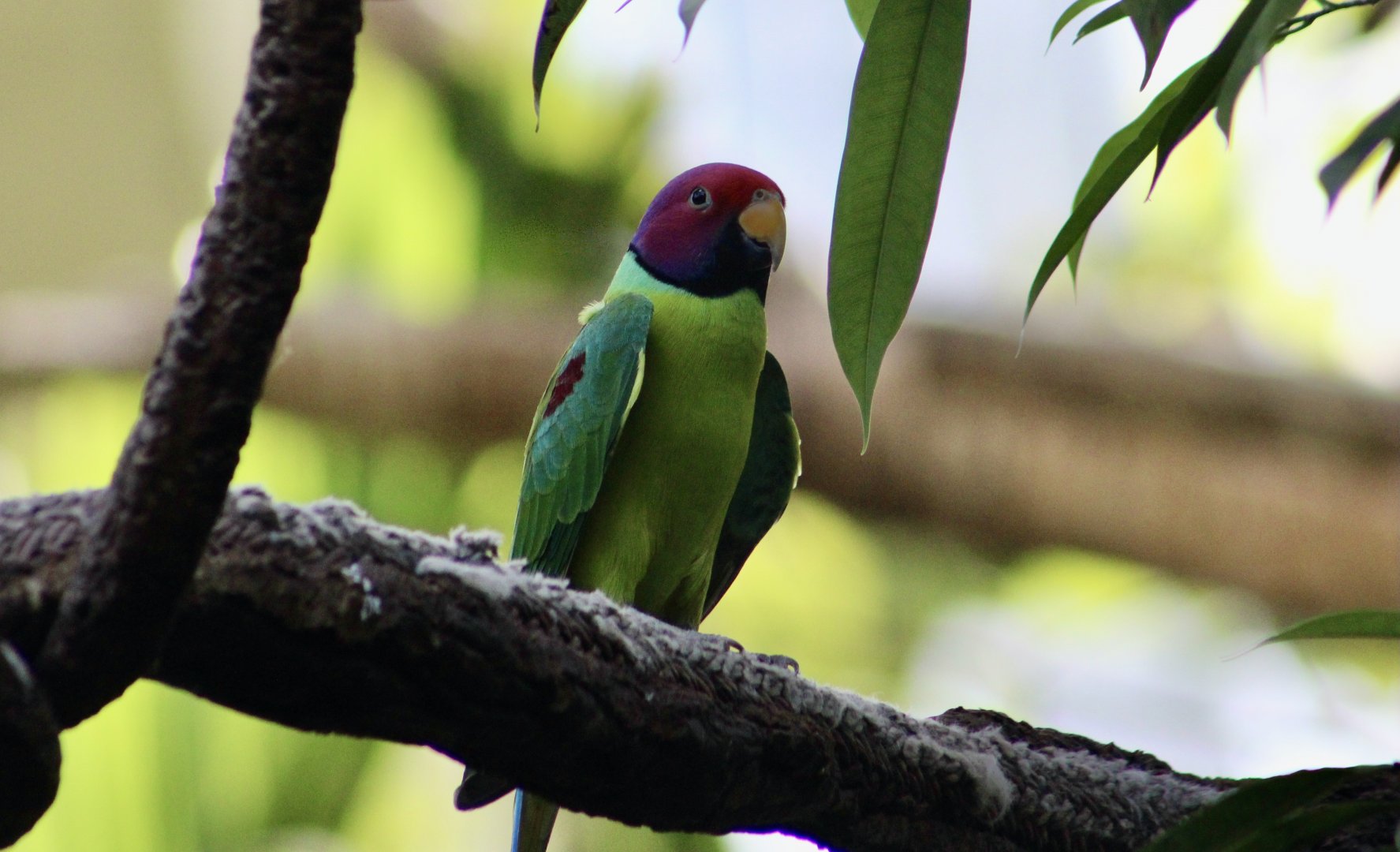 Plum-Headed Parakeet (Psittacula cyanocephala)