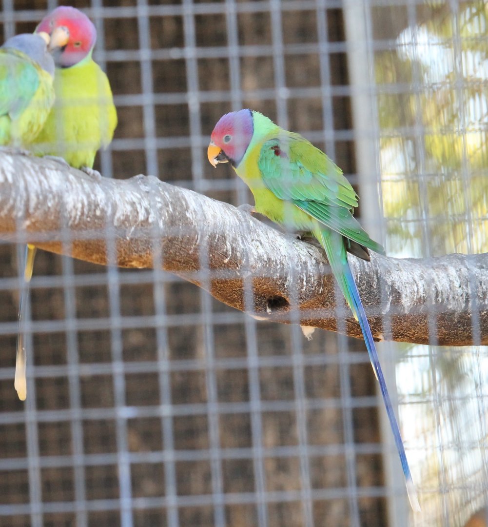Plum-headed Parakeet (Psittacula cyanocephala)