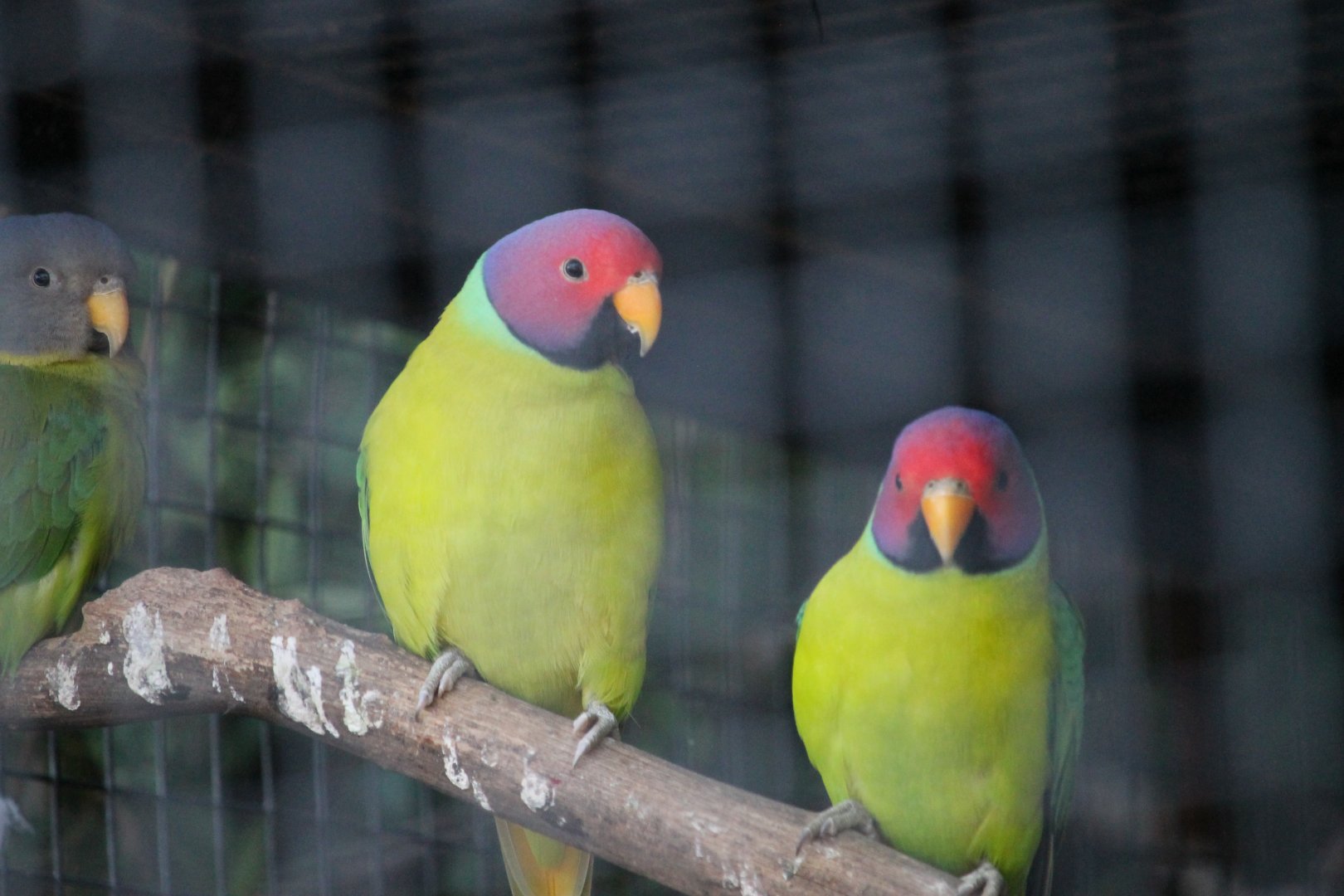 Plum-headed Parakeet (Psittacula cyanocephala)
