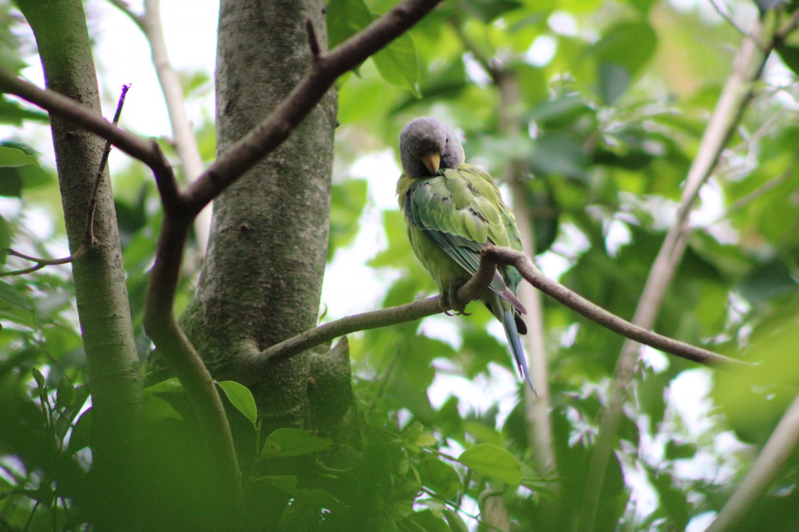 Plum-Headed Parakeet (Psittacula cyanocephala)