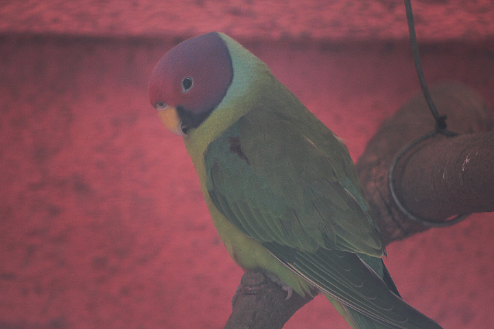 Plum-headed parakeet (Psittacula cyanocephala)