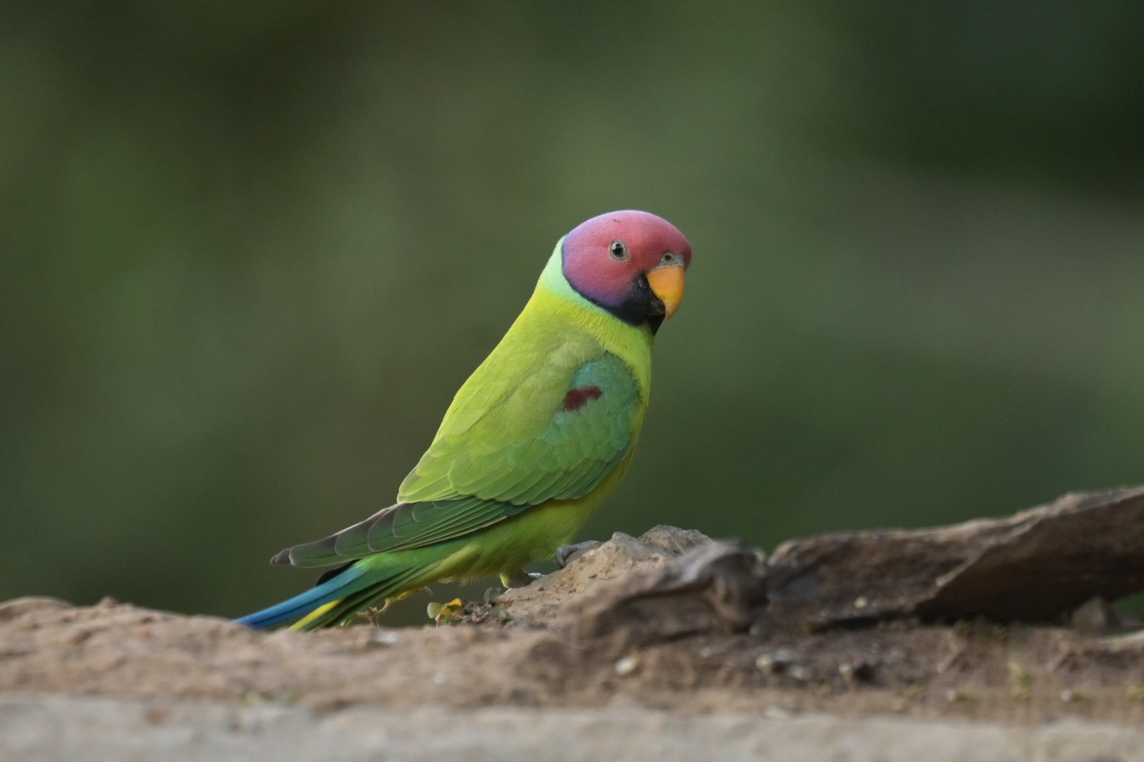 Plum-headed Parakeet Psittacula cyanocephala