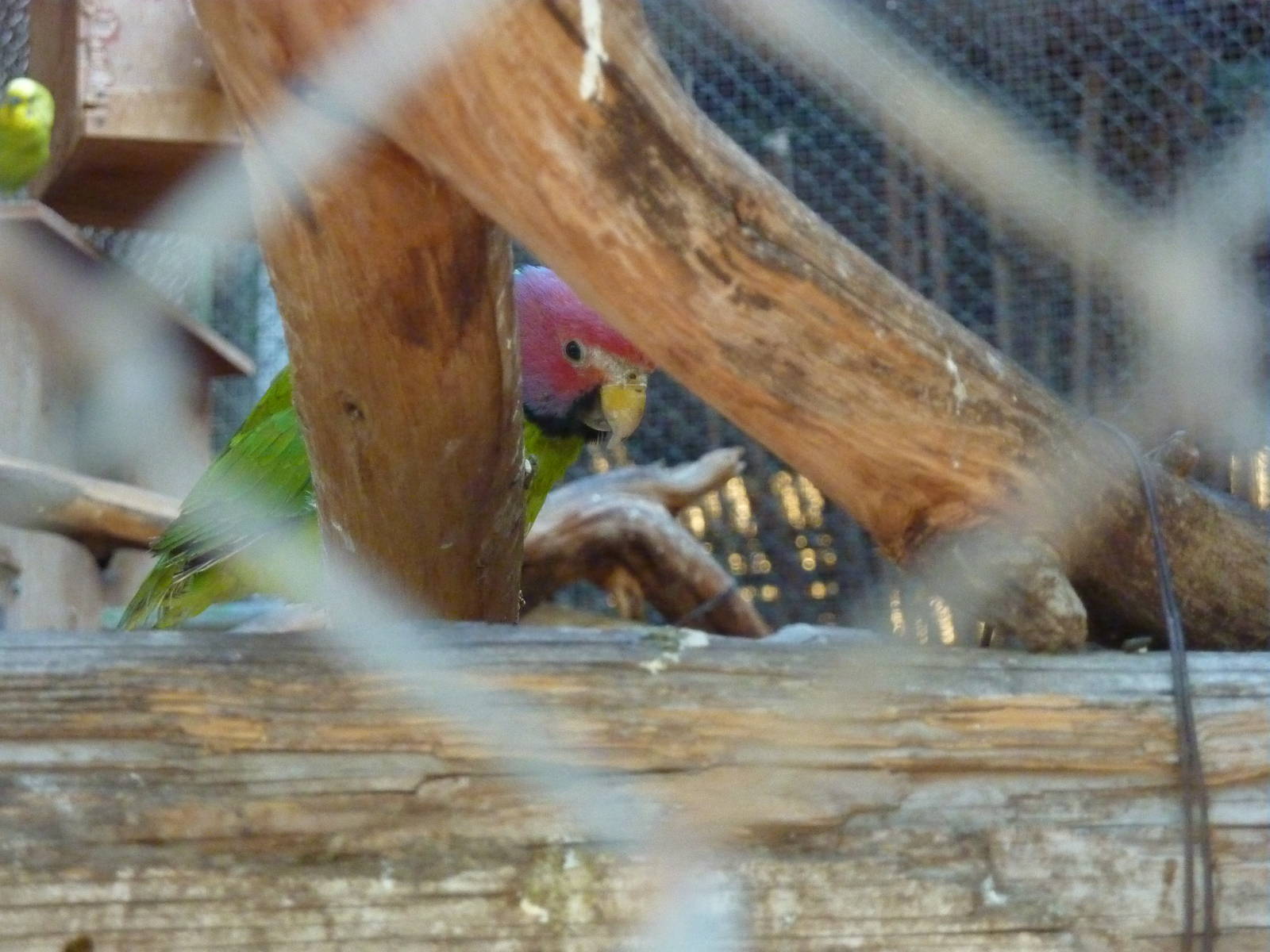 Plum-headed parakeet