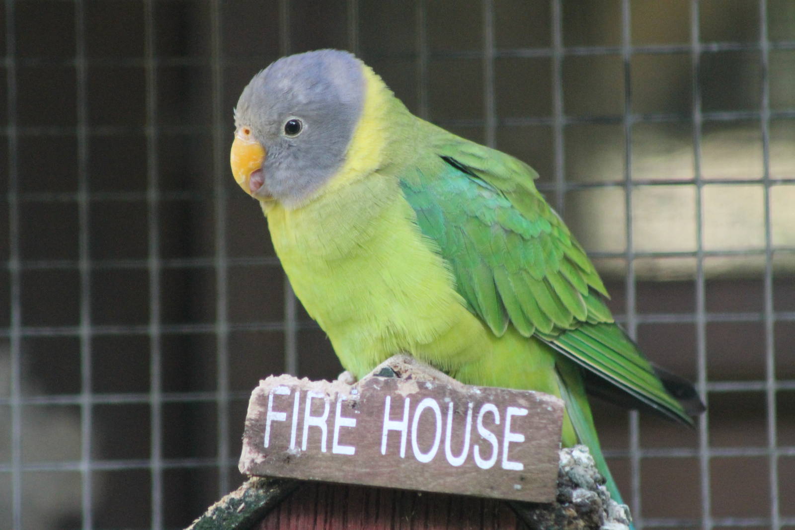 plum-headed parakeet