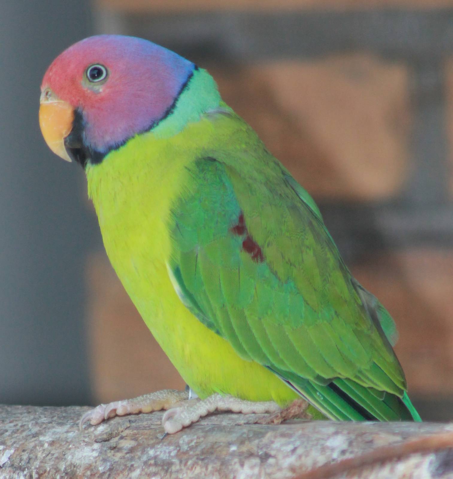 Plum-headed parakeet
