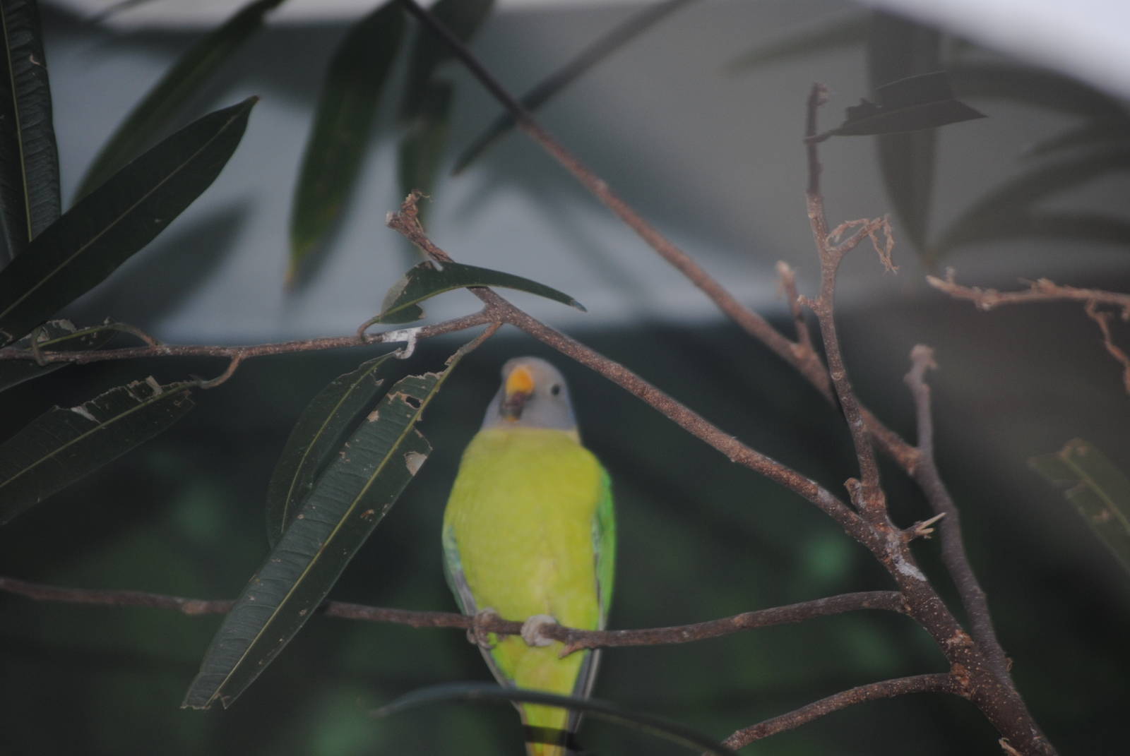 Plum-Headed Parakeet