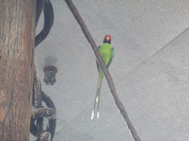 Plum-Headed Parakeet