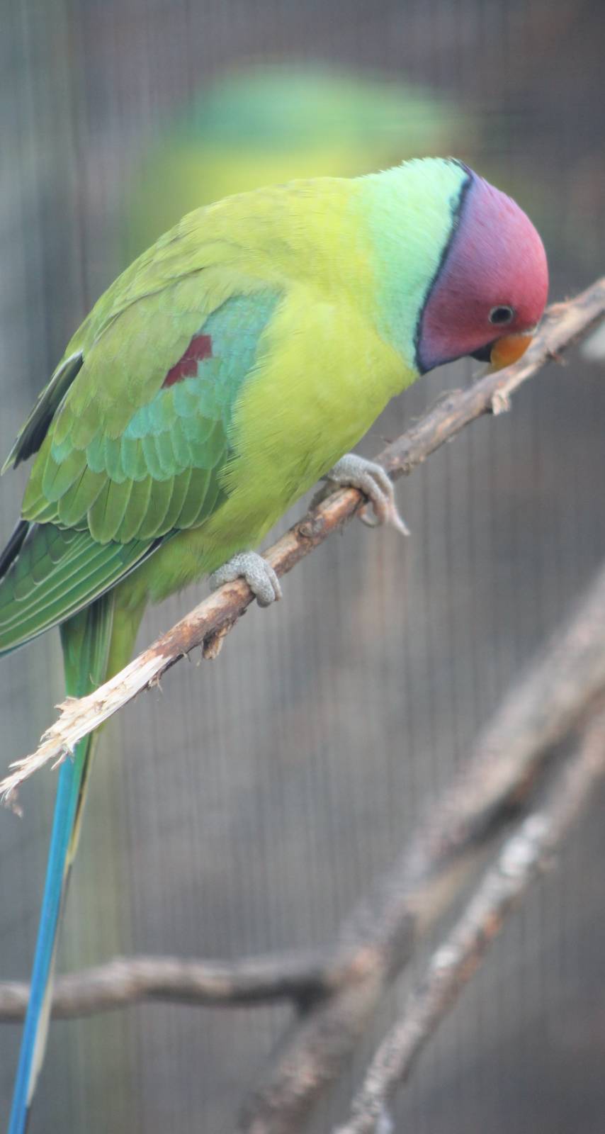 Plum-headed parakeet