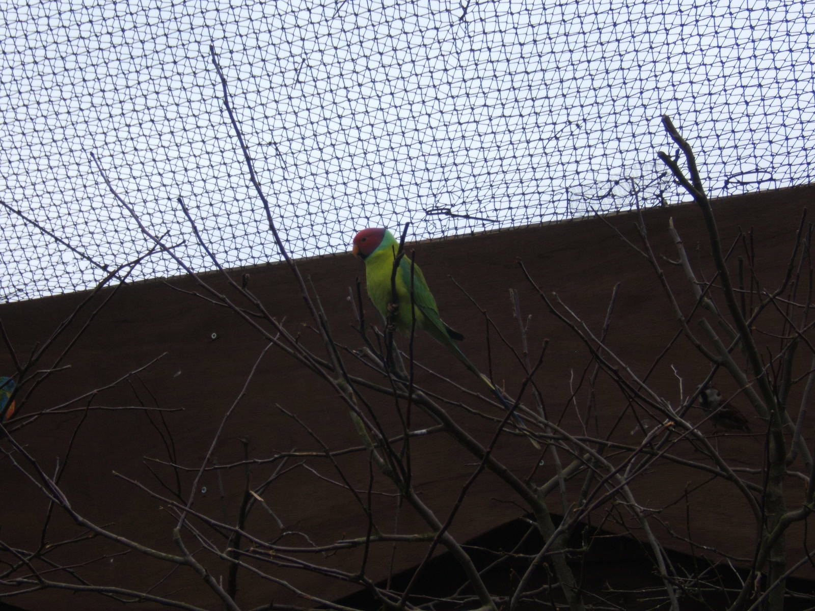 Plum-headed Parakeet