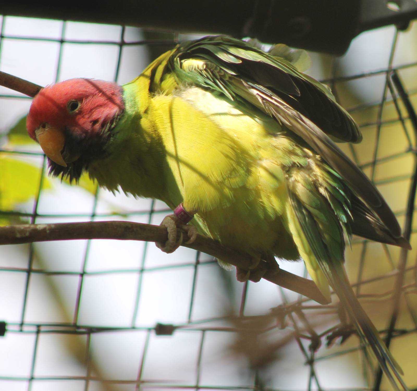 Plum-headed parakeet