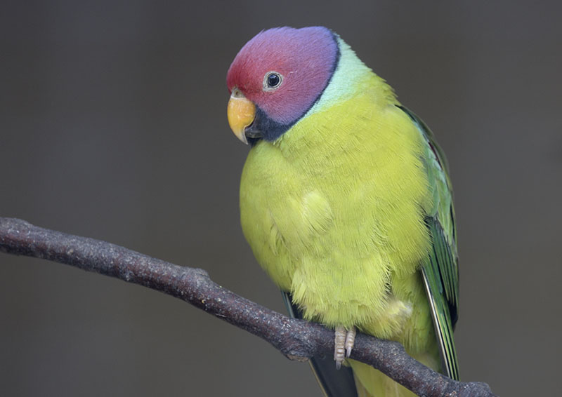 Plum-headed parakeet