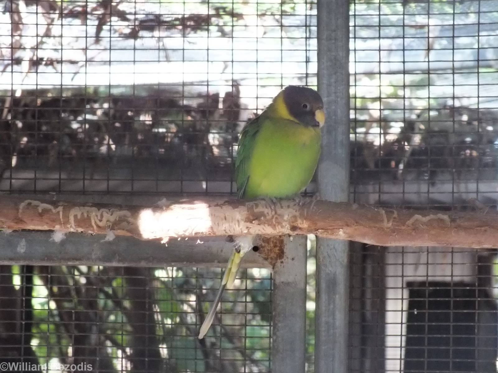 Plum-headed Parakeet