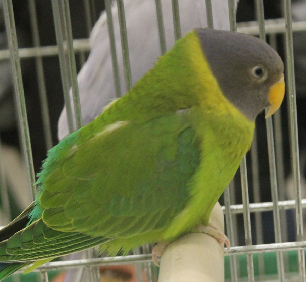 Plum-headed parakeet