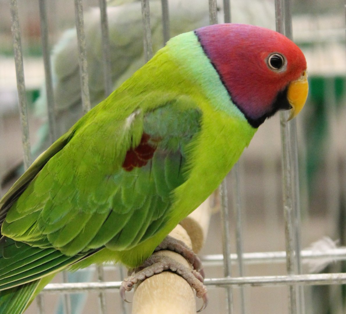 Plum-headed parakeet