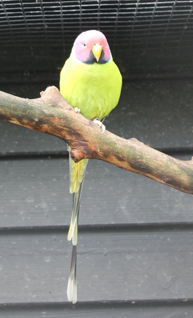 Plum-headed parakeet