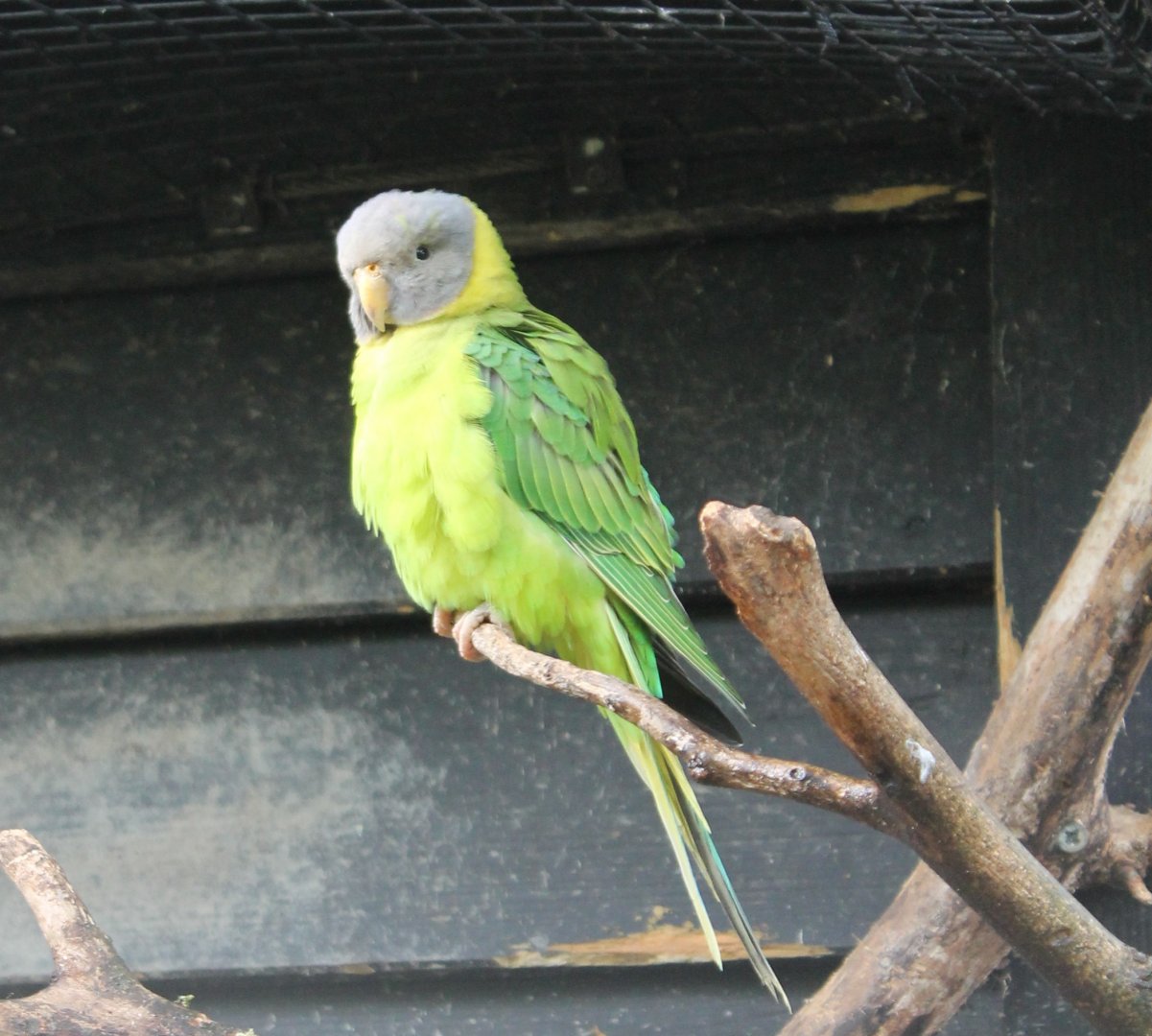 Plum-headed parakeet
