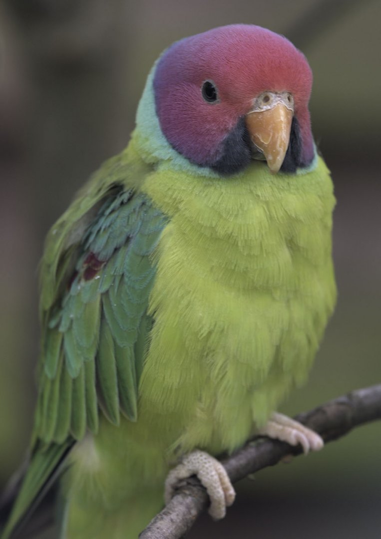 Plum-headed parakeet